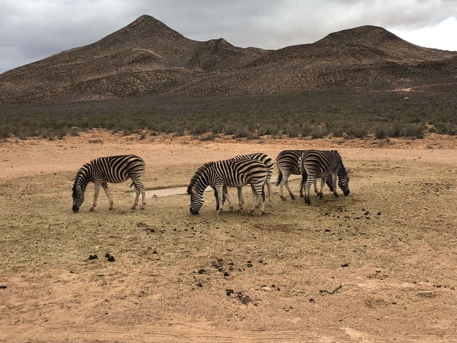 Cape Town: Aquila Reserve Safari with Lunch and Winery Visit - Fairview Wine and Cheese in Paarl, a good second act