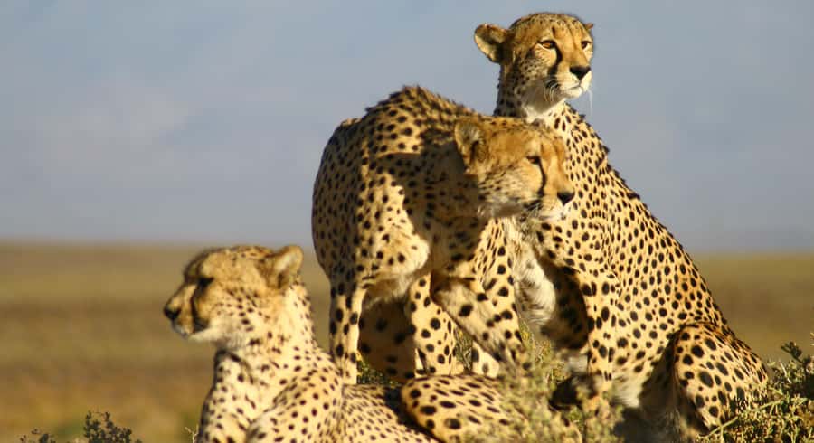 Cape Town: Aquila Reserve Safari with Lunch and Winery Visit - Price and logistics: where the $123 really lands