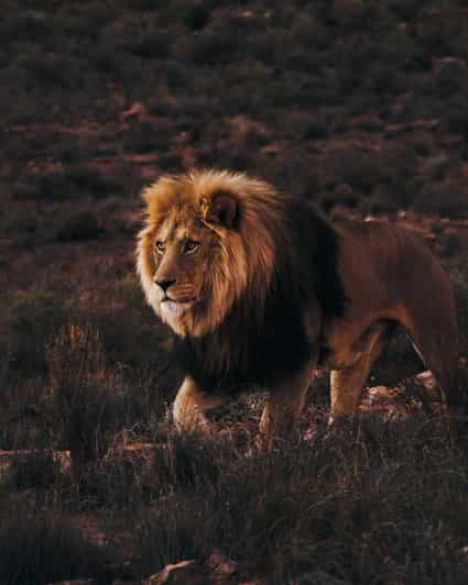 Cape Town: Aquila Reserve Safari with Lunch and Winery Visit - What to bring, and how to stay comfortable in the bush