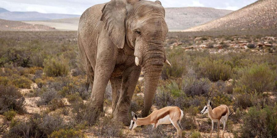 Cape Town: Aquila Reserve Safari with Lunch and Winery Visit - Small group size: why up to 13 people helps your safari day