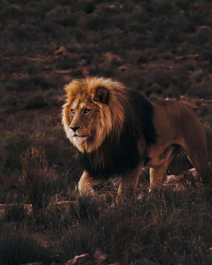 Cape Town: Aquila Reserve Safari with Lunch and Winery Visit - Aquila Private Game Reserve and the Big Five game drive