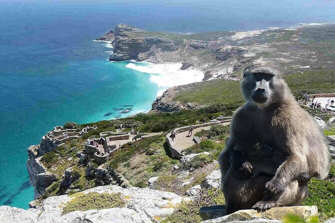 Cape Town Atlantic Helicopter Private Tour including Penguins Cape Point & Lunch - Lunch at Harbour House in Kalk Bay: Ocean Views and Food-First Planning