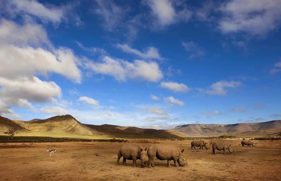 Cape Town: Big Five Safari and Breede River Valley Day Trip - Du Toits Kloof Pass and the Breede River Valley drive, why it feels like a mini road trip
