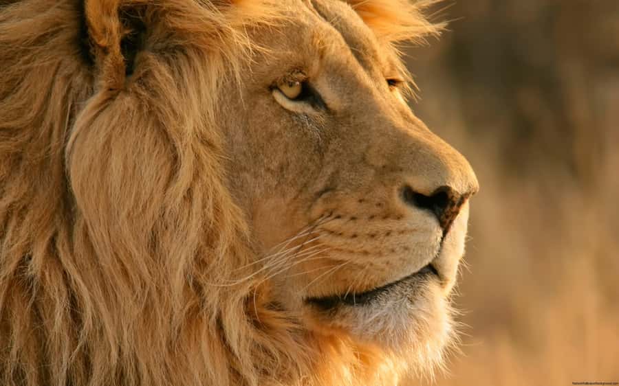 Cape Town: Big Five Safari and Breede River Valley Day Trip - Aquila Private Nature Reserve: welcome drinks, buffet lunch, and the real start of the safari