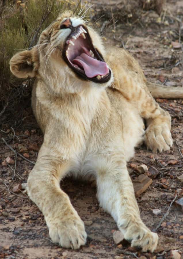 Cape Town: Big Five Safari and Breede River Valley Day Trip - The return drive through the Huguenot Tunnel and the Du Kloof Lodge break