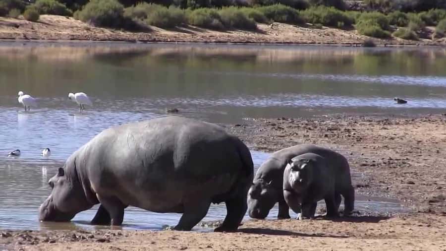 Cape Town: Big Five Safari and Breede River Valley Day Trip - Park admission and price: where the real cost comes from