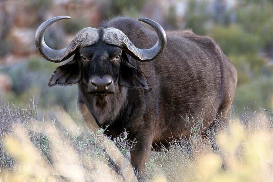 Cape Town: Big Five Safari and Breede River Valley Day Trip - What it feels like day-to-day: group size, comfort breaks, and who this suits