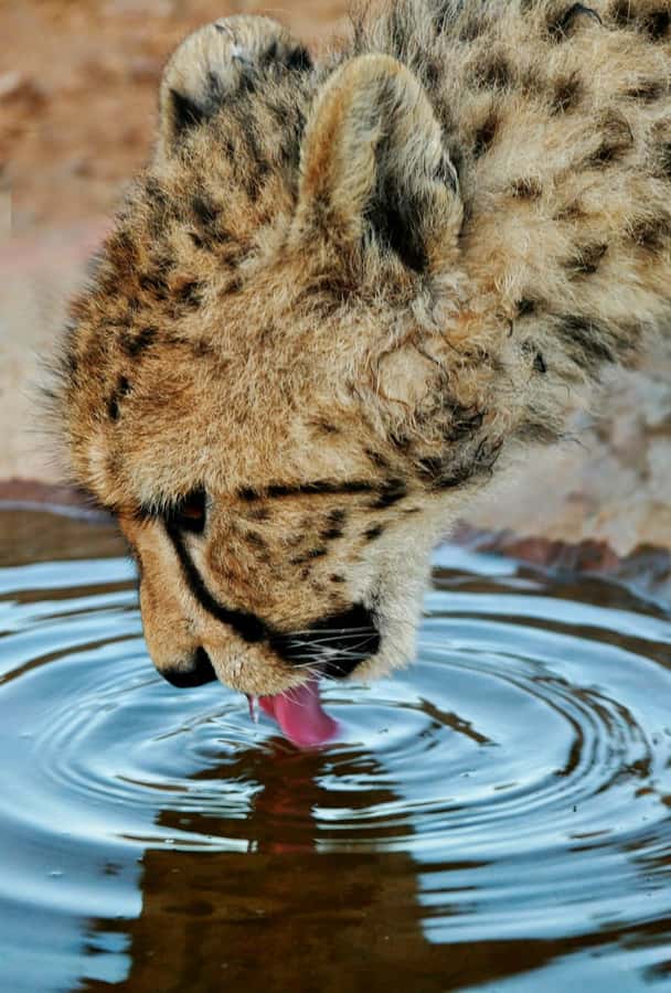 Cape Town: Big Five Safari and Breede River Valley Day Trip - Wildlife photos and practical packing: small things that help a lot