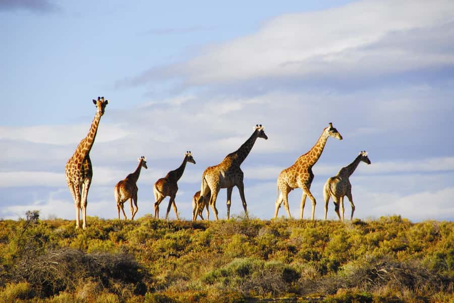 Cape Town: Big Five Safari and Breede River Valley Day Trip - Should you book this Cape Town Big Five Safari and Breede River Valley day trip?