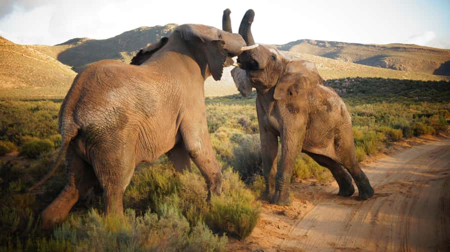 Cape Town: Big Five Safari and Breede River Valley Day Trip - Wine tasting at Du Toitskloof Wines, plus the coffee fallback at Ou Meul Bakery