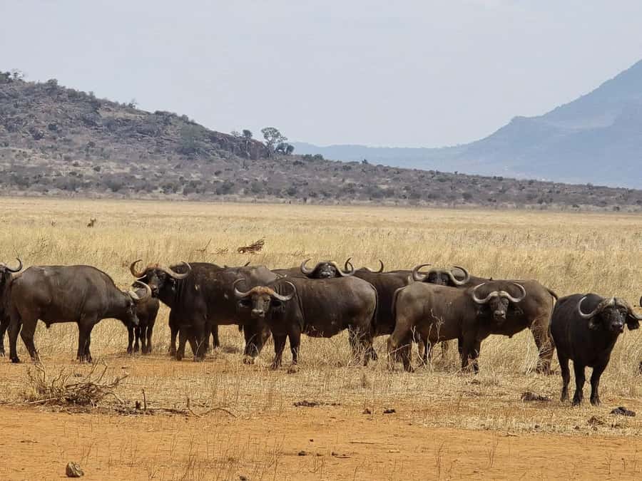 Cape Town big five safari with transport lunch Excl park fee - Key highlights you should know