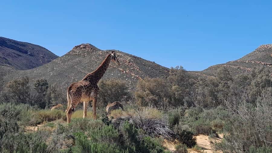 Cape Town big five safari with transport lunch Excl park fee - Aquila Game Reserve from Cape Town, Big Five in One Day