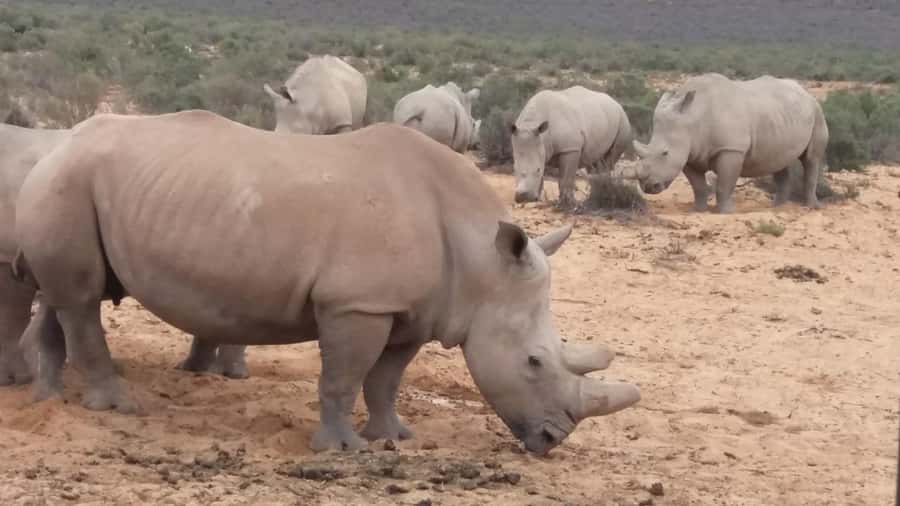 Cape Town big five safari with transport lunch Excl park fee - The Open-Air 4x4 Game Drive and What to Watch For