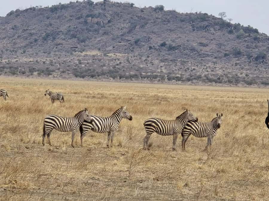 Cape Town big five safari with transport lunch Excl park fee - Photography, Clothing, and Rules That Matter