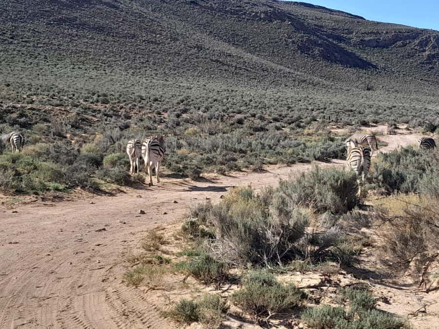 Cape Town big five safari with transport lunch Excl park fee - Guides, Language, and the Human Side of the Safari