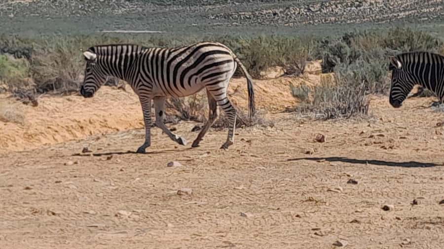 Cape Town big five safari with transport lunch Excl park fee - Getting Picked Up and How the Day Flows