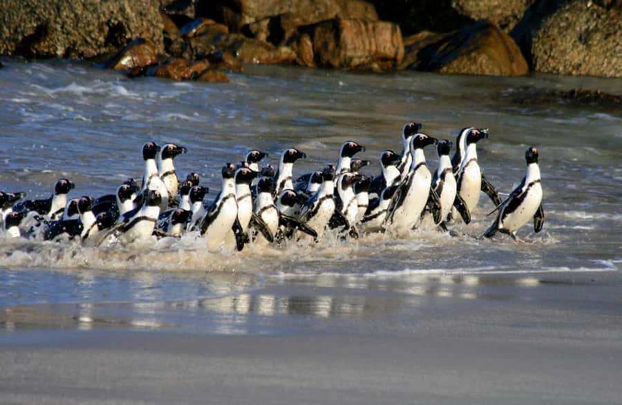 Cape Town: Boulders Penguin Colony Prebooked Entry Ticket - Key things to know before you go