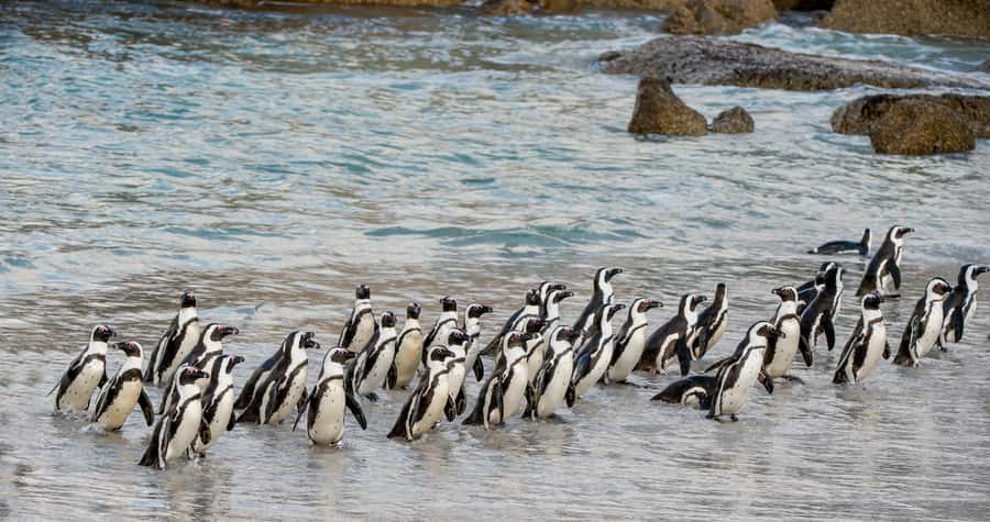 Cape Town: Boulders Penguin Colony Prebooked Entry Ticket - The boardwalk walk: your viewing route and photo plan
