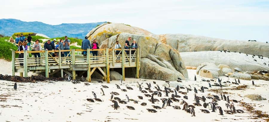 Cape Town: Boulders Penguin Colony Prebooked Entry Ticket - African penguin behavior: what you will notice up close