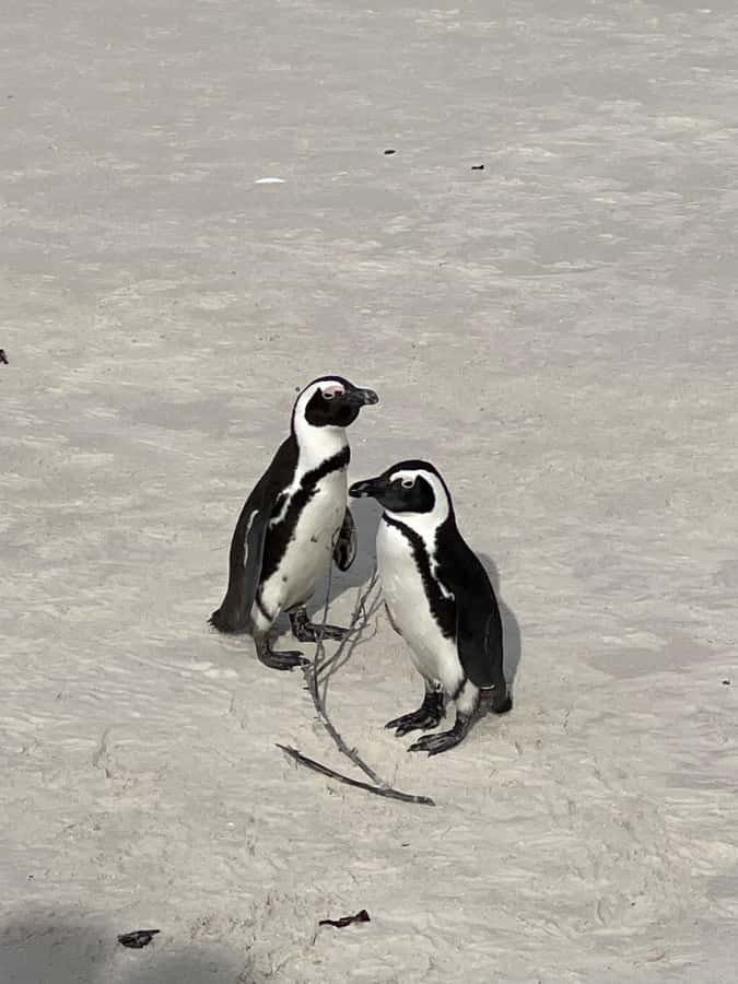 Cape Town: Cape Agulhas and Stony Point Penguin Tour - Cape Town pickup, comfort, and private pacing that makes a difference