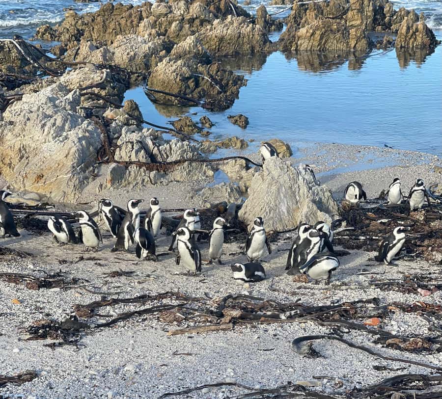 Cape Town: Cape Agulhas and Stony Point Penguin Tour - Budget reality check: what the tour price includes and what you’ll pay for