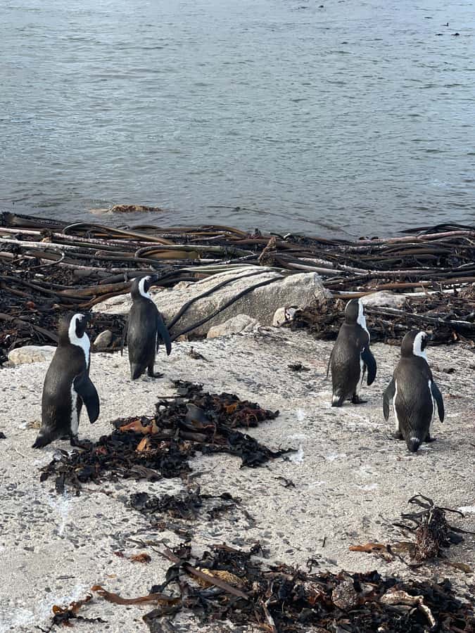 Cape Town: Cape Agulhas and Stony Point Penguin Tour - What makes this tour work well: timing, walking, and weather