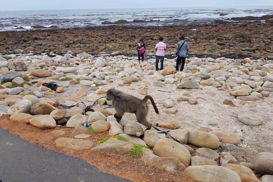 Cape Town: Cape of Good Hope and Penguins Full-Day Tour - Bo-Kaap photo stop: culture right at the start