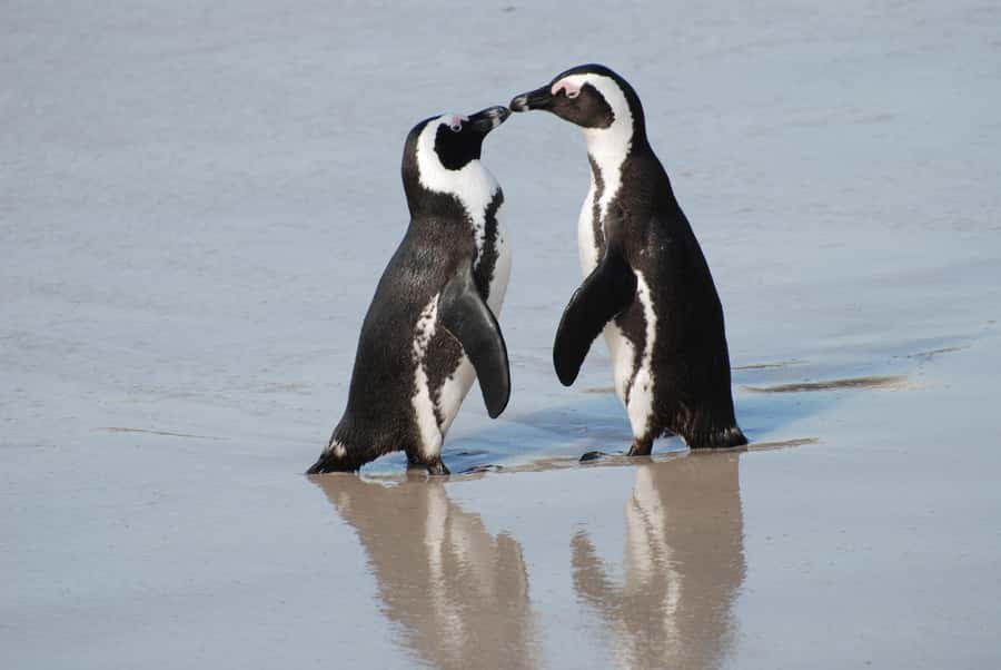 Cape Town: Cape of Good Hope and Penguins Full-Day Tour - Hotel pickup across the city, then out to the coast