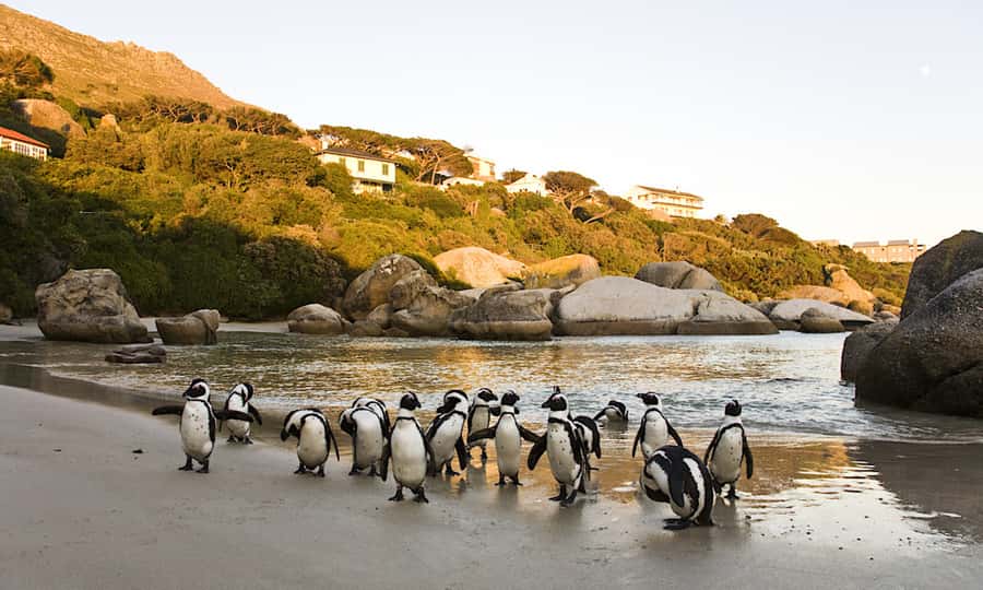 Cape Town: CAPE OF GOOD HOPE AND PENGUINS PRIVATE FULL DAY. - Lunch timing, Two Oceans as an option, and keeping your day flexible