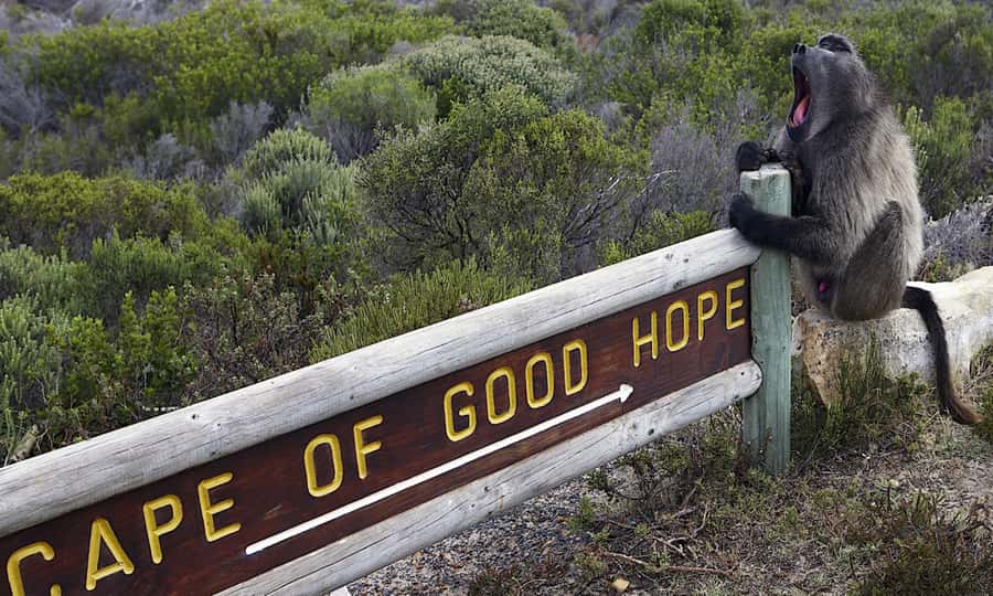 Cape Town: CAPE OF GOOD HOPE AND PENGUINS PRIVATE FULL DAY. - Bo-Kaap, Signal Hill slopes, and the Nurul Islam Mosque