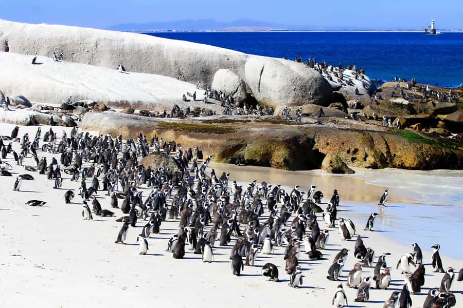 Cape Town: Cape of Good Hope & Boulders Beach Group Tour - Starting in Cape Town: hotel pick-up and the Bo-Kaap pause