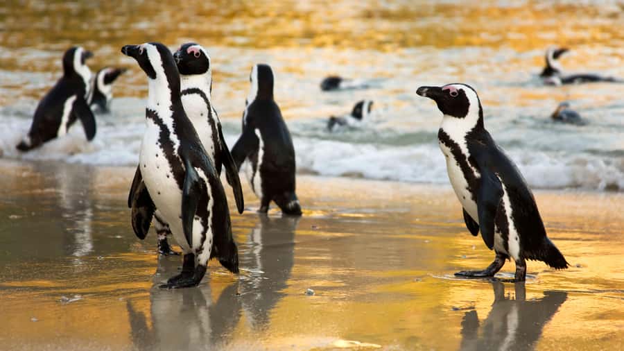 Cape Town: Cape of Good Hope & Boulders Beach Group Tour - Hout Bay and the optional Seal Island boat cruise