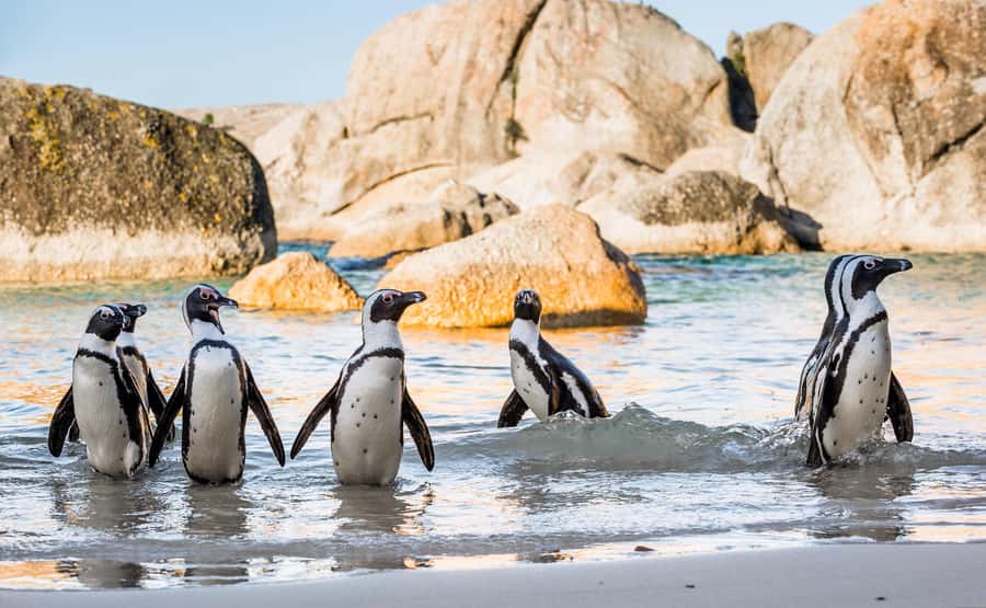 Cape Town: Cape of Good Hope & Penguins Day Tour with Pickup - Cape Point lighthouse: funicular or a short uphill effort