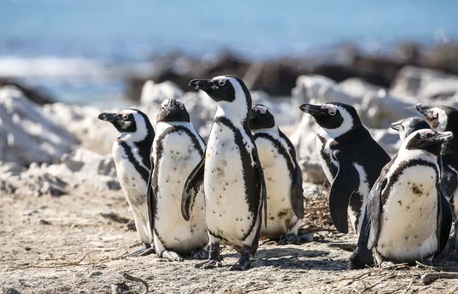Cape Town: Cape of Good Hope & Penguins Full-Day Guided Tour - Simon’s Town Lunch Time: A Real Break for Food and Views
