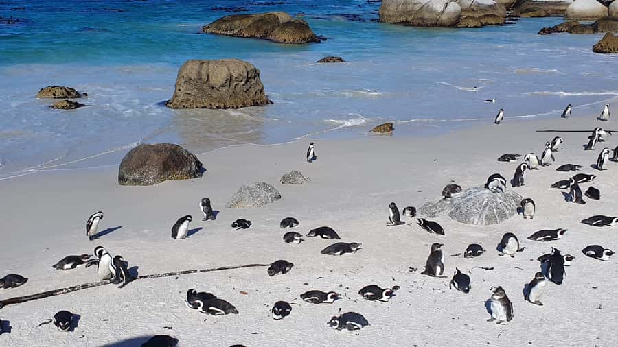 Cape Town: Cape of Good Hope, Seals and Penguins Day Tour - How Good Guides Make This Tour: The Part You Cannot See on a Brochure