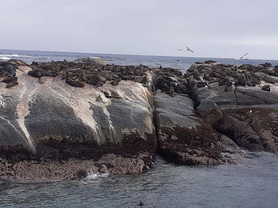 Cape Town: Cape of Good Hope, Seals and Penguins Day Tour - Boulders Beach Penguins and the Conservation Story You Actually Need