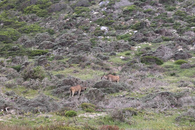 Cape Town: Cape of Good Hope, Table Mountain & Wine Tasting Tour - Cape of Good Hope and Cape Point lighthouse: wildlife, viewpoints, and time to roam