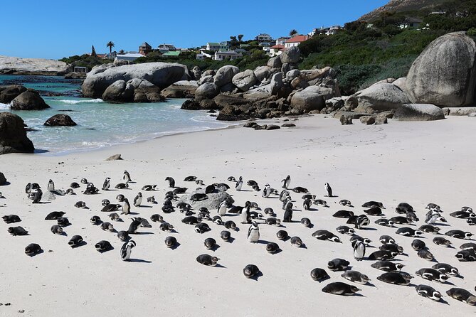 Cape Town: Cape of Good Hope, Table Mountain & Wine Tasting Tour - Cape Point Vineyards tasting: Noordhoek views plus up to five wines