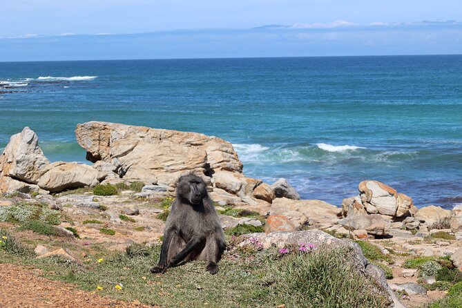 Cape Town: Cape of Good Hope, Table Mountain & Wine Tasting Tour - Chapmans Peak Drive: short stop, big wow factor