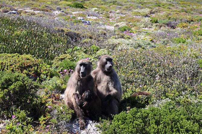 Cape Town: Cape of Good Hope, Table Mountain & Wine Tasting Tour - Camps Bay and Maiden’s Cove: the Kodak moment setup