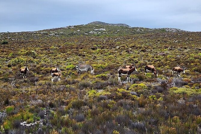 Cape Town: Cape of Good Hope Tour, Penguin Beach & Table Mountain - Chapman’s Peak Drive: one of the best scenic drives, with real stops