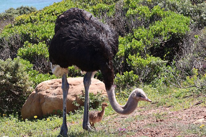 Cape Town: Cape of Good Hope Tour, Penguin Beach & Table Mountain - Cape Point and the lighthouse: walking choice, two oceans, and optional lunch
