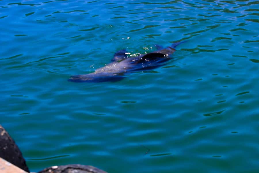 Cape Town: Cape Peninsula & Boulders Beach Shared Tour - The Return to Cape Town: St. James Tidal Pool and Colorful Huts