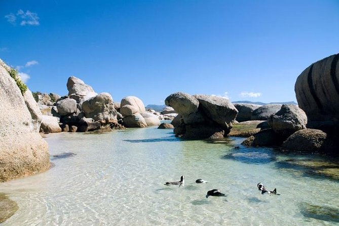 Cape Town: Cape Peninsula Half Day Private Tour - Cape of Good Hope Nature Reserve: Fynbos Country and Wild Animal Chances
