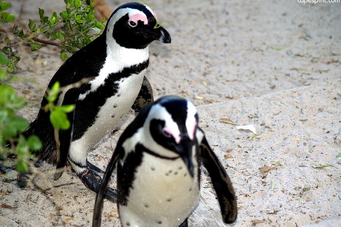 Cape Town: Cape Peninsula Private Tour Full Day - Key highlights you should know before you go