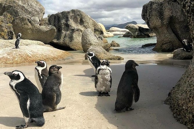 Cape Town: Cape Peninsula Private Tour Full Day - Cape Point Nature Reserve: funicular option vs the lighthouse walk