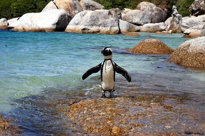 Cape Town: Cape Peninsula Private Tour Full Day - Kalk Bay lunch in a fishing village: where the day softens