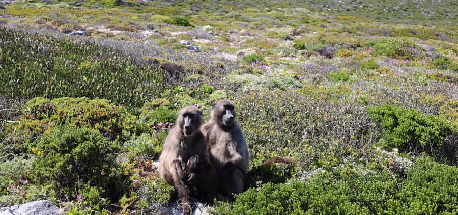 Cape Town: Cape Peninsula & Table Mountain Private Day Trip - Maidens Cove to Chapman’s Peak, viewpoint driving that feels personal