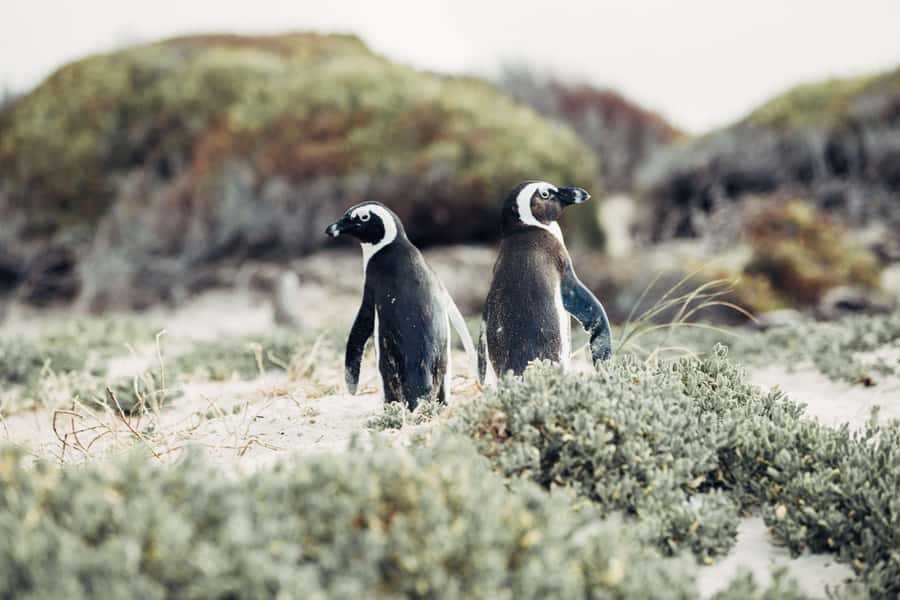 Cape Town: Cape Point and Penguin Colony Full Day Tour - Cape Peninsula in One Long Day: what you are really buying