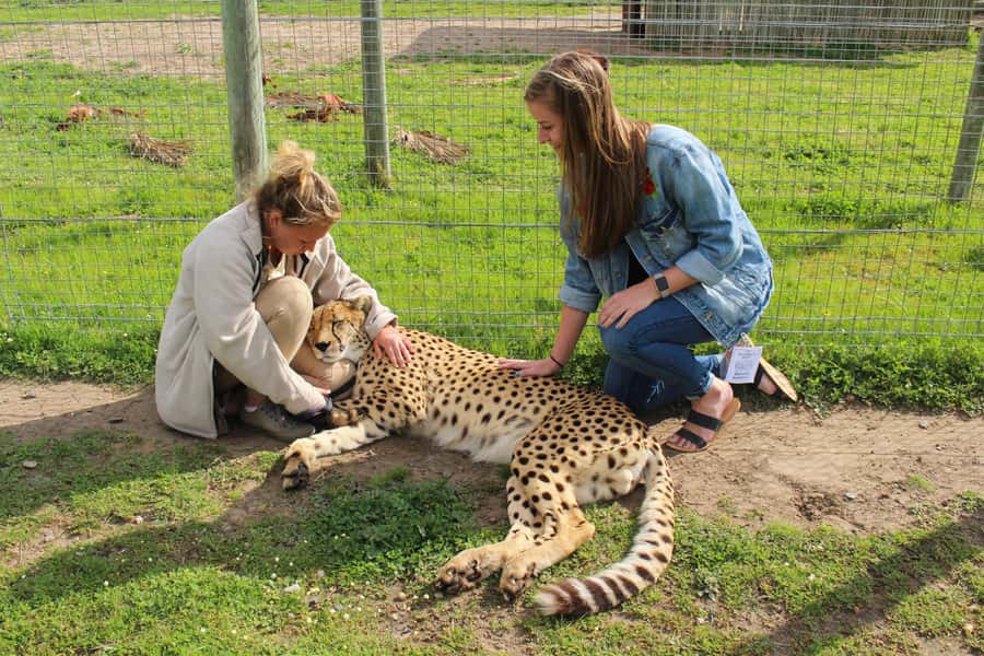 Cape Town: CHEETAH ENCOUNTER/WINE TESTING EXPERIENCE/LUNCH - Waterford Estate: Wine and Chocolate plus cellar-style tastings